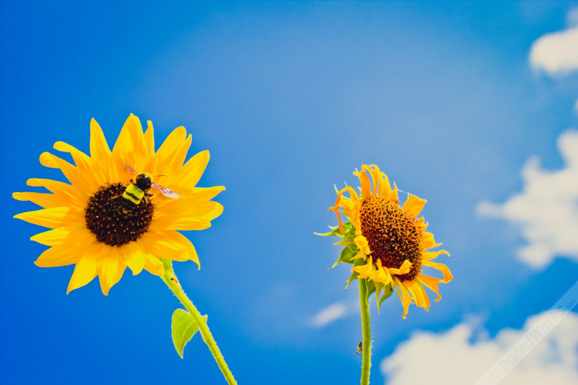 Sun Flower Bee