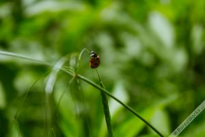 Dangling LadyBug