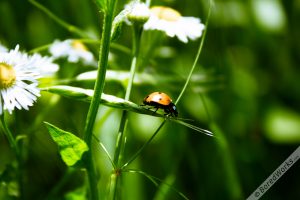 Ladybug