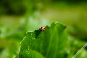 Ladybug